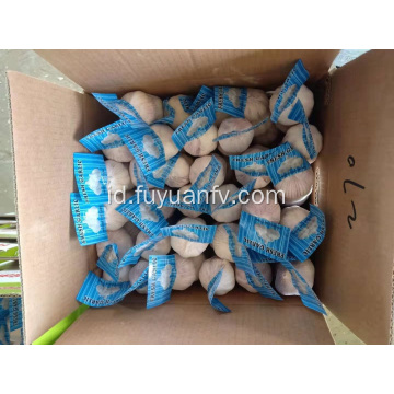 Bawang putih putih normal dijual